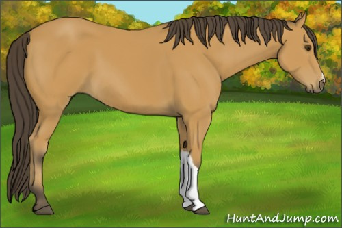 Horse Color:Buckskin 