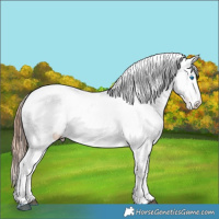 Horse Color:Chestnut Splash Appaloosa 