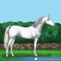 Horse Color:Gold Champagne Dun Appaloosa 