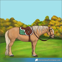 Horse Color:Chestnut Rabicano 
