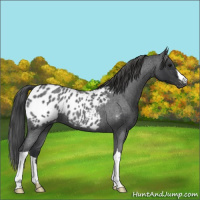 Horse Color:Blue Roan Appaloosa 