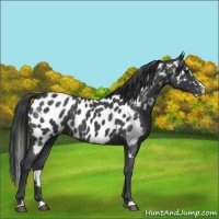 Horse Color:Blue Roan Splash Appaloosa 
