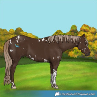 Horse Color:White Spotted Liver Chestnut Tobiano 
