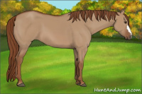 Horse Color:Red Dun 