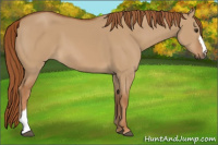 Horse Color:Red Dun 