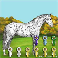 Horse Color:Blue Roan Near Leopard 