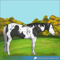 Horse Color:Black Splash Tobiano 