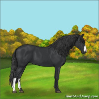 Horse Color:Black 