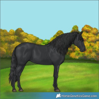 Horse Color:Black 