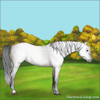 Horse Color:Gray Grullo 
