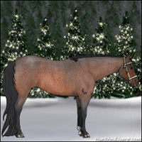 Horse Color:Bay Roan 