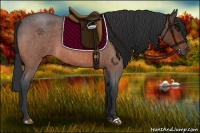 Horse Color:Bay Roan 