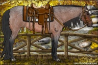 Horse Color:Bay Roan 