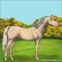 Horse Color:Gold Champagne 