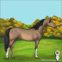 Horse Color:Bay Dun
