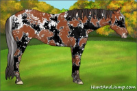 Horse Color:Brown Sabino 