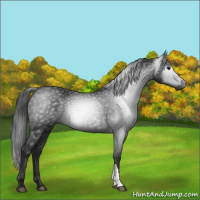 Horse Color:Gray Black 