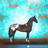 Horse Color:Brown Tobiano Appaloosa Rabicano 