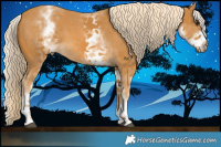 Horse Color:White Spotted Palomino Sabino Rabicano 