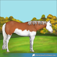 Horse Color:Silver Bay Splash 