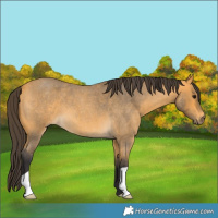 Horse Color:Buckskin Roan 