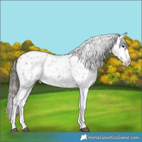 Horse Color:Blue Roan Tobiano Near Leopard