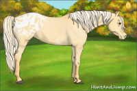 Horse Color:Palomino Appaloosa 