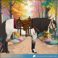 Horse Color:Bay Roan Dun