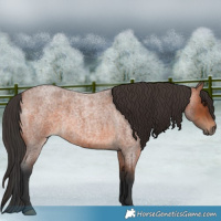 Horse Color:Bay Roan 