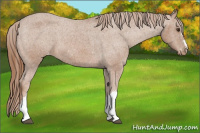 Horse Color:Chestnut Appaloosa 