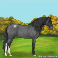 Horse Color:Blue Roan Appaloosa