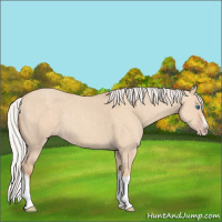 Horse Color:Silver Classic Champagne Dun Splash Frame 