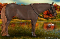 Horse Color:Liver Chestnut Rabicano 