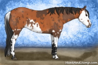 Horse Color:Bay  and Bay Splash 