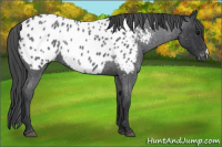 Horse Color:Blue Roan Appaloosa 