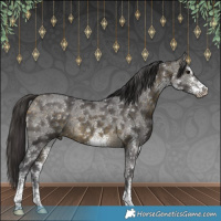 Horse Color:White Spotted Buckskin Rabicano