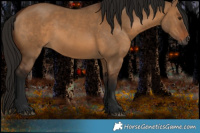 Horse Color:Gray Bay Dun 