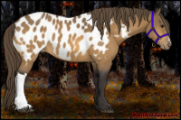 Horse Color:Buckskin Appaloosa 