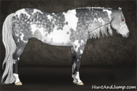 Horse Color:White Spotted Silver Black Chinchilla 