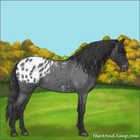 Horse Color:Blue Roan Appaloosa 