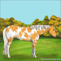 Horse Color:White Spotted Palomino