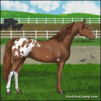 Horse Color:Chestnut Appaloosa 