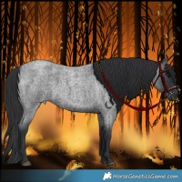 Horse Color:Blue Roan 