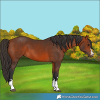 Horse Color:Bay 