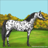 Horse Color:Blue Roan Appaloosa 