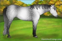 Horse Color:Gray Black 