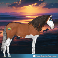 Horse Color:Bay Splash 