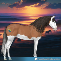 Horse Color:Bay Splash 