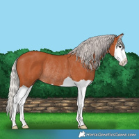 Horse Color:Silver Bay Splash Rabicano 
