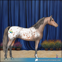 Horse Color:Bay Appaloosa Rabicano 